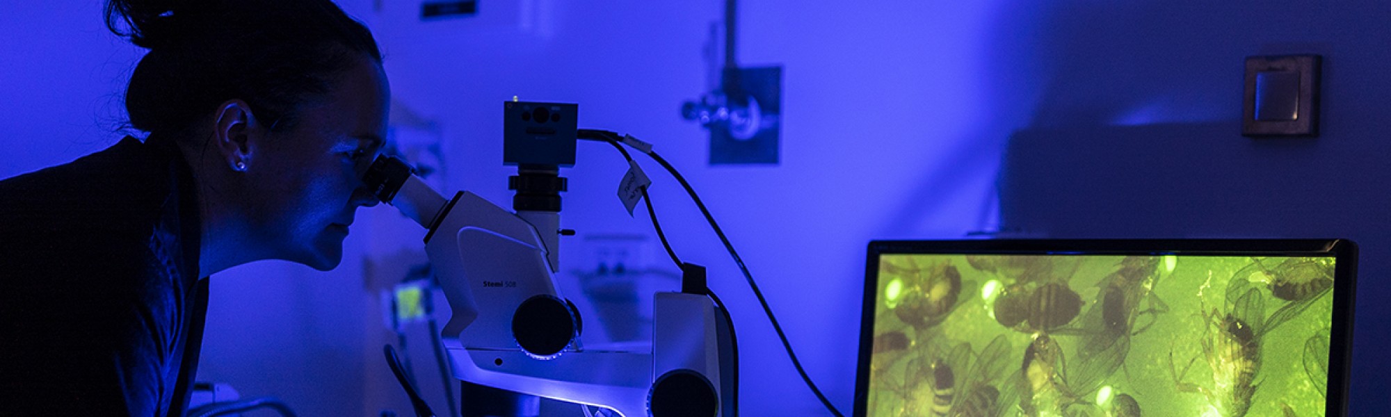 Female researcher looking into microscope with a screen on the right showing fruit flies