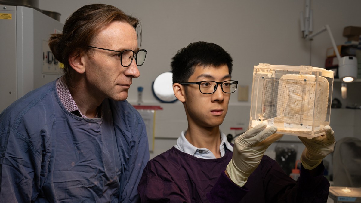Professor Ian Cockburn (left) and Dr Xin Gao are studying how to harness the body’s natural defences to fight infectious diseases such as malaria, a life-threatening disease spread to humans by some types of mosquitos. Photo: Jack Fox/ANU