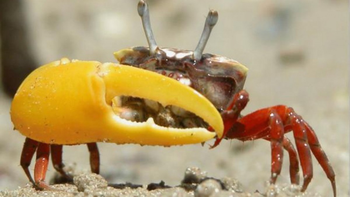 Female fiddler crabs want protection not sex | ANU College of Health &  Medicine