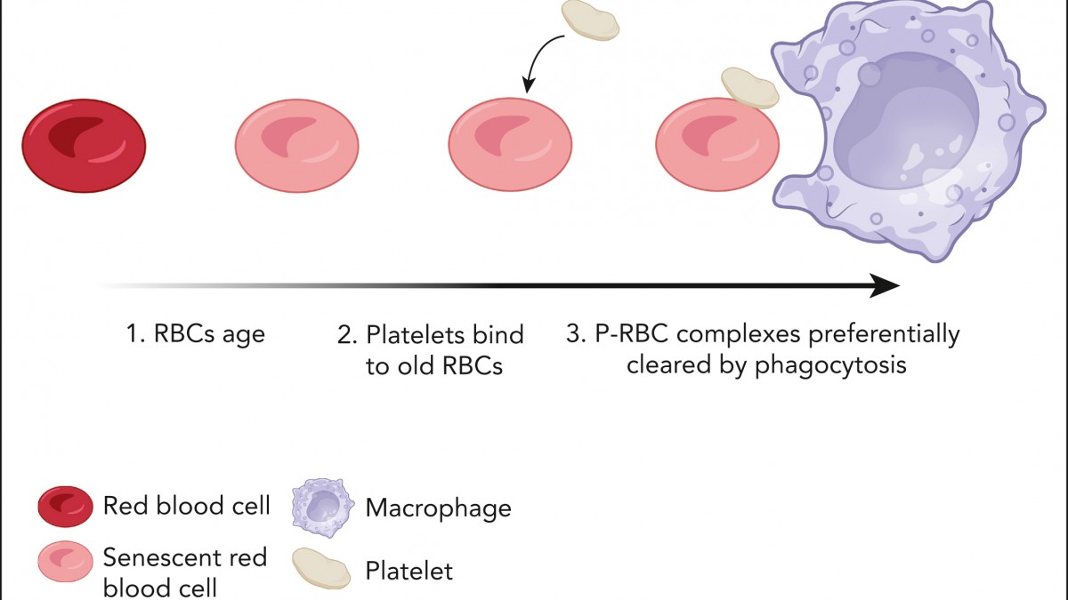 Formation of P-RBCs leads to increased clearance of senescent RBCs. As red cells become senescent, a proportion of them are bound to platelets in circulation, forming P-RBCs. These complexes are cleared in the spleen more rapidly than unbound RBCs. Image: