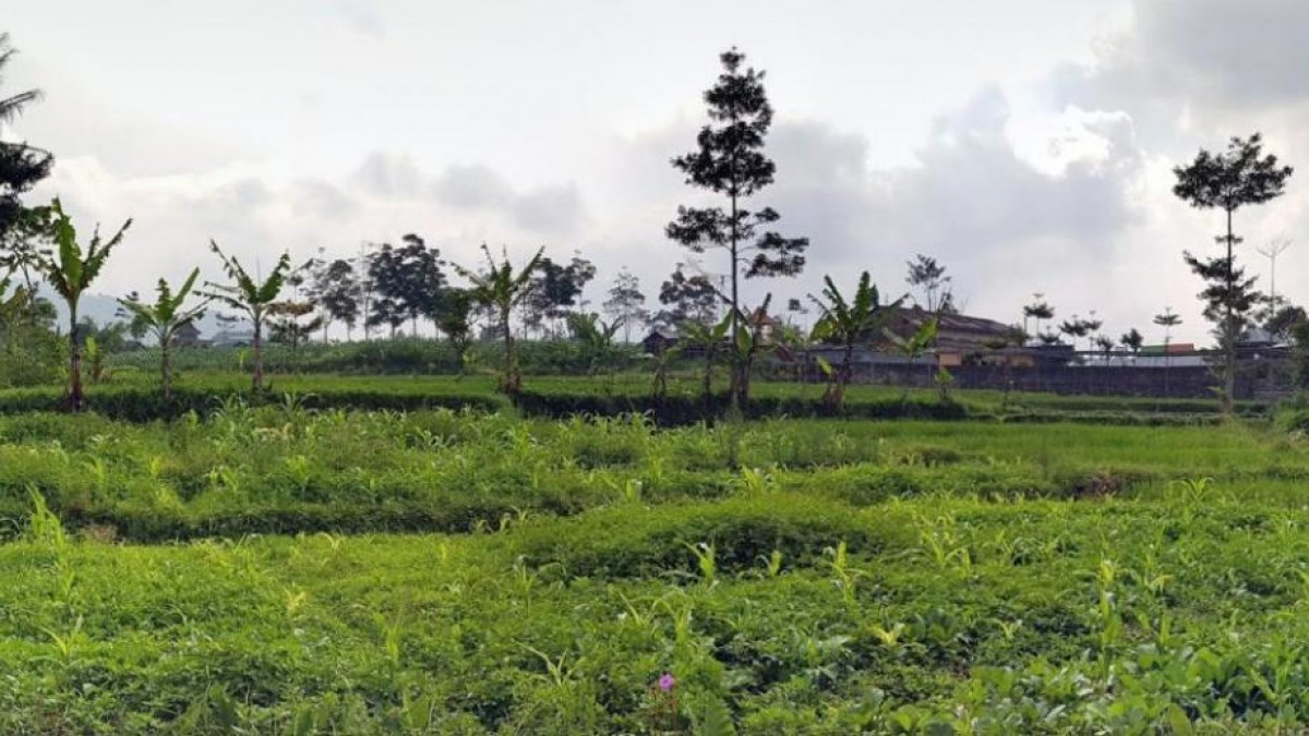 Rice paddies and fields in Losari
