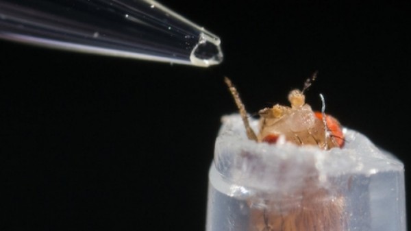 Drosophila flies being exposed to various odours to measure their neurological activity