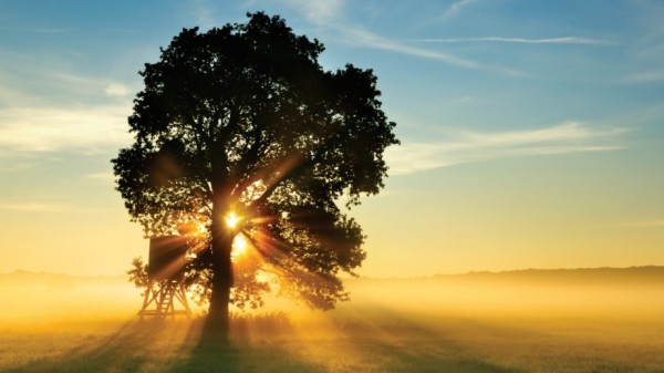 Tree silhouetted by sunshine